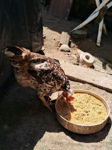 Vendo uma galinha gsb com 15 ovos por 450 reais