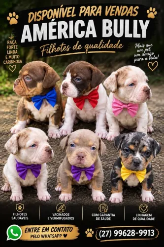 Cachorro American Bully