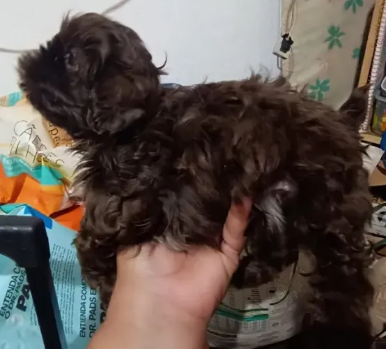 filhote de mini shih Tzu