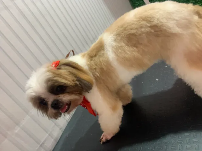 Shihtzu fêmea jovem