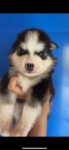 Husky siberiano com olhos claros 