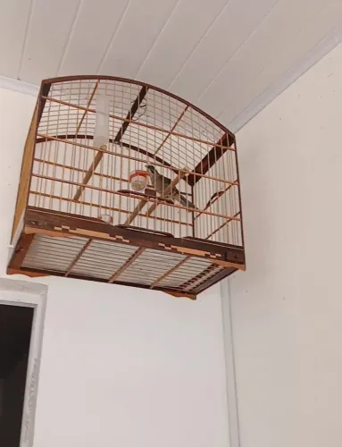 Acessórios para pet