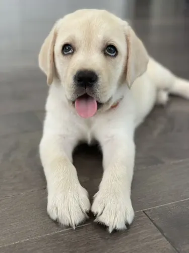 Filhotes De Labrador - Eles Vem Em Pacote De Fofura E Amor