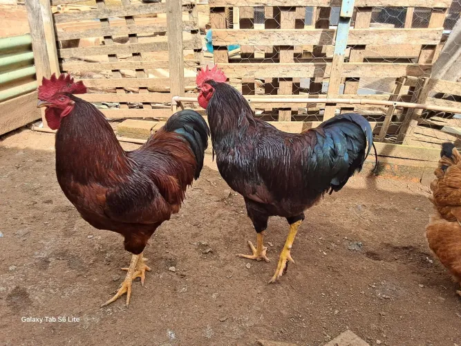 Ovos fértil Rodh Isand Rede Padrão Americano e Lambel Rouge 