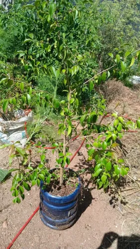 Guabiju, fruta da mata atlantica, enxertada!