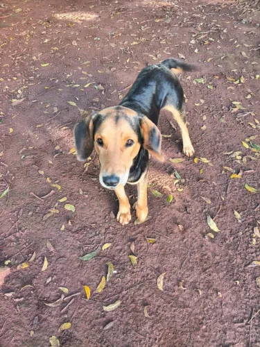 Doação de cachorro