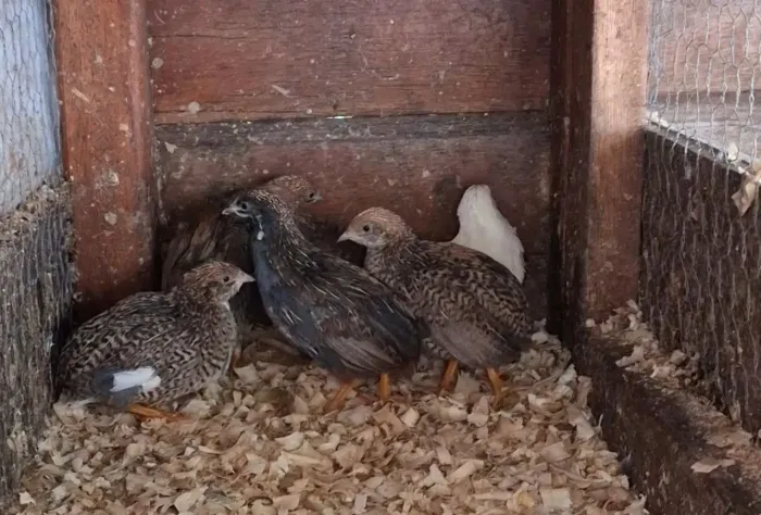 Codornas chinesas