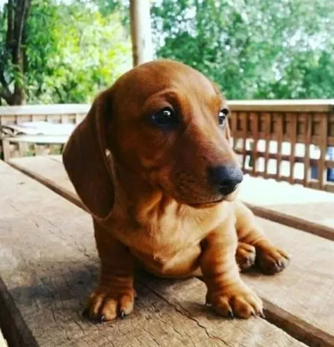 Basset Mini Filhotes Originais Dachshund.