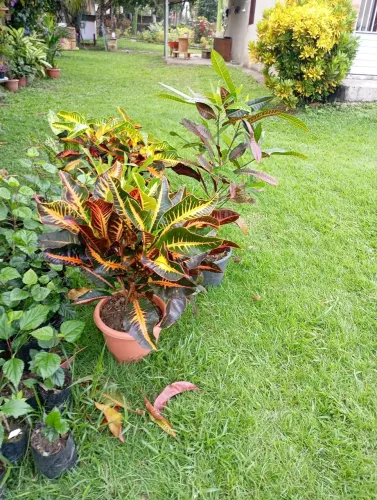 Vendo Planta - Croton e outros
