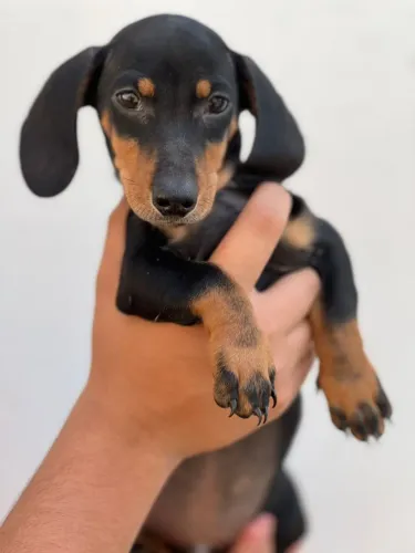 Filhote de Dachshund lindo e saudável - Pronto para novo lar