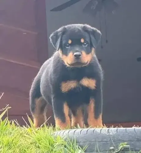 Conheça o Rottweiler ? Uma raça forte e inteligente!