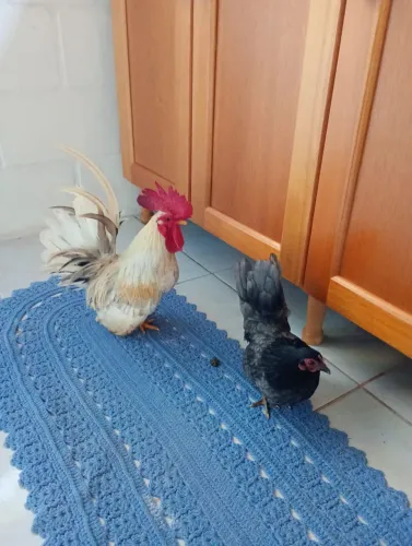 Casal de garnisé perna curta 