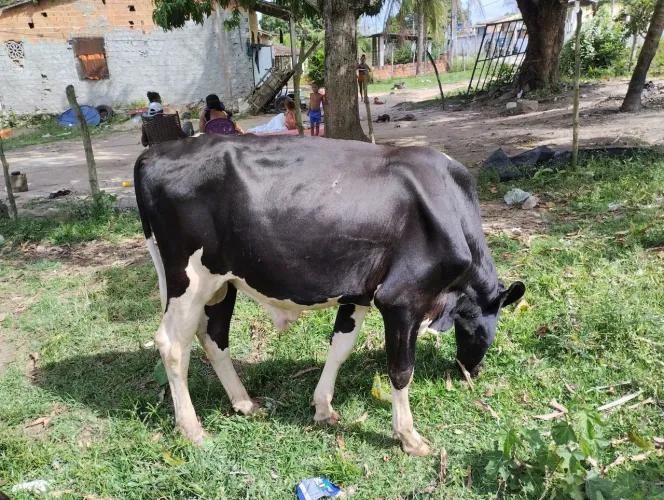 Bezerro