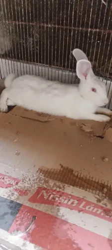 Vendo UM Coelho ( MACHO) aduto 