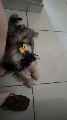 Vendo Shitzu macho