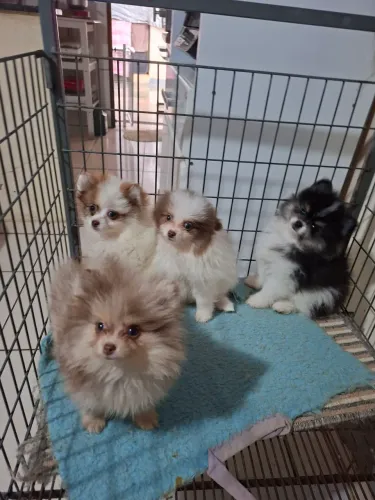Spitz( lulú da Pomerânia)