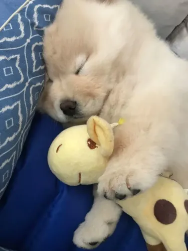 Chow Chow O tipo de felicidade que corre até você quando chega em casa