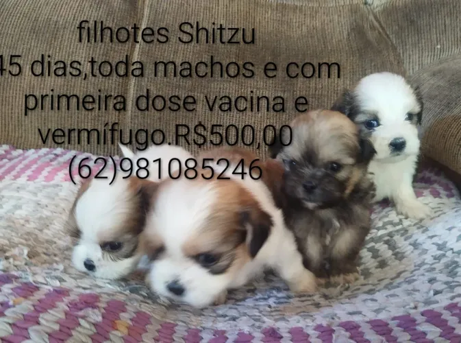 Vende-Se shih tzu (Macho)