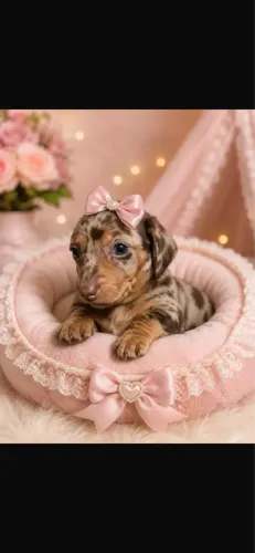 Daschund filhotes pronta entrega 