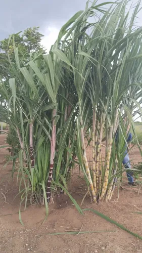 FAZENDA A VENDA NO ESTADO DO MATO GROSSO ?? Localizada no Município de Barra do Garças - M
