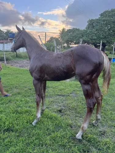 Cavalo potro quarto de milha PO APOLLO VM, DON PRÍNCIPE ROJO, DON DIEGO BARS 2 VEZES