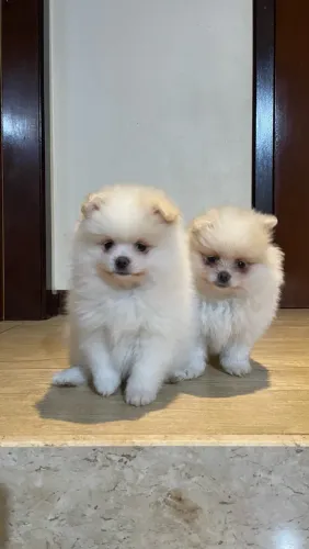 DOIS LULU DE LINHAGEM RUSSA PROCURANDO POR UM LAR
