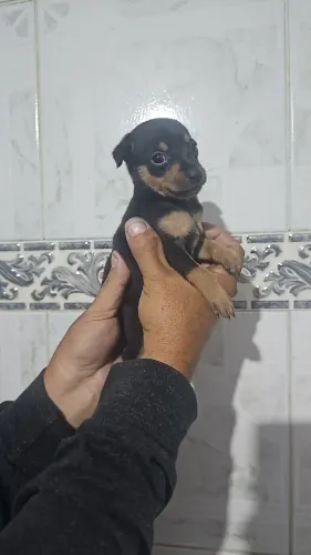 Filhotes de Pinscher