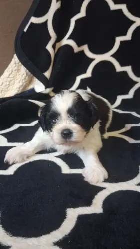 Vende se filhote lhasa apso macho disponível