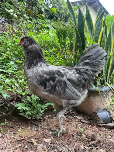 Ameraucana