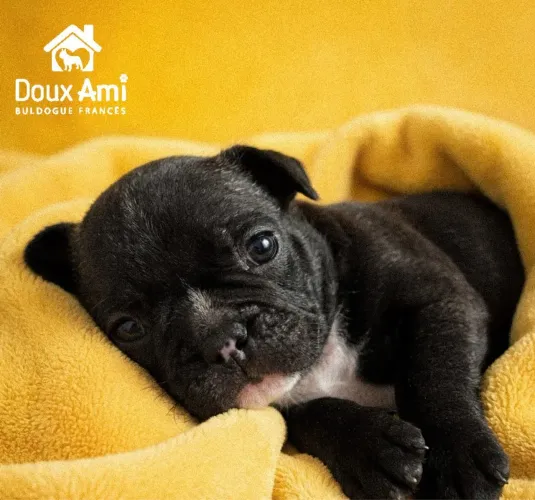 Buldogue francês 