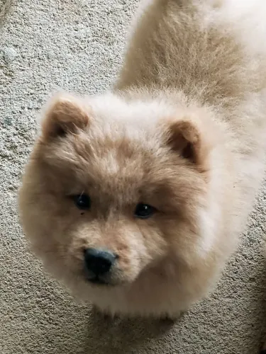 Filhotes casal de Chow Chow