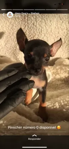 Pisncher mini ¿ mês dos namorados