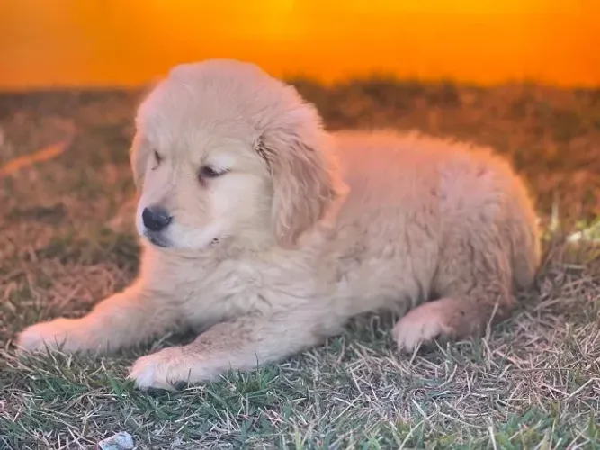 Golden retriever ideal para familia