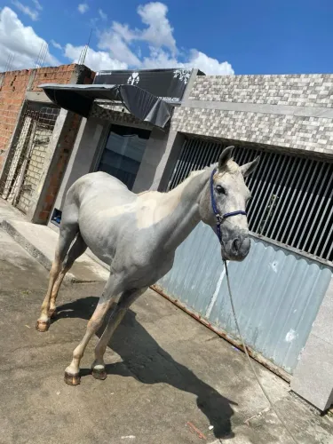 Cavalo pampa d'água 
