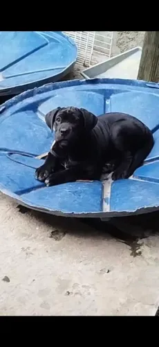 Cane corso