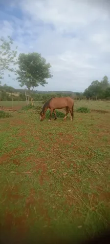Égua de 3 anos . Prenhez confirmada, 1500
