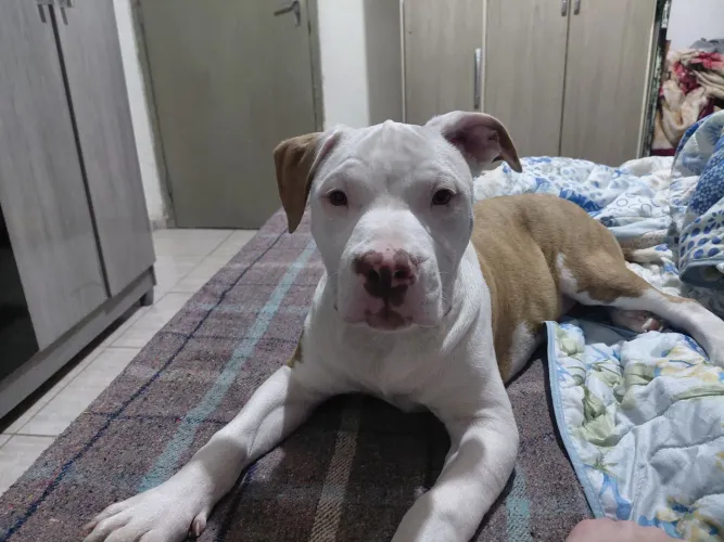 Doa se filhote Pit bull