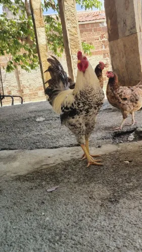 Galo caipira