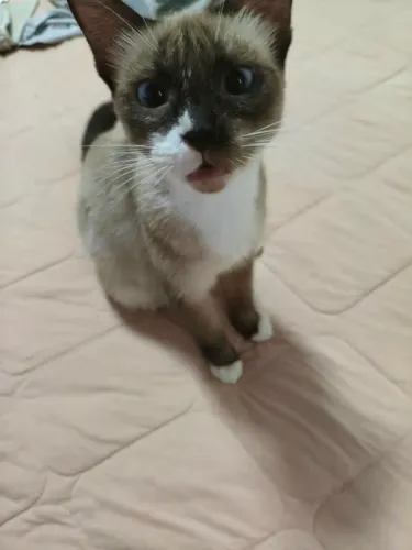 Adoção gatos