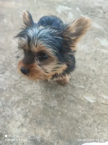 Yorkshire Terrier macho