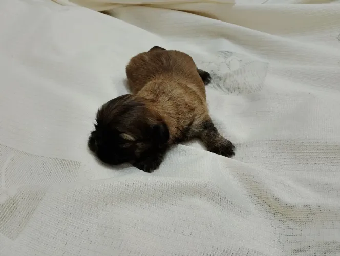 Vende se filhote de Shitzu fêmea marron claro com pedigree 