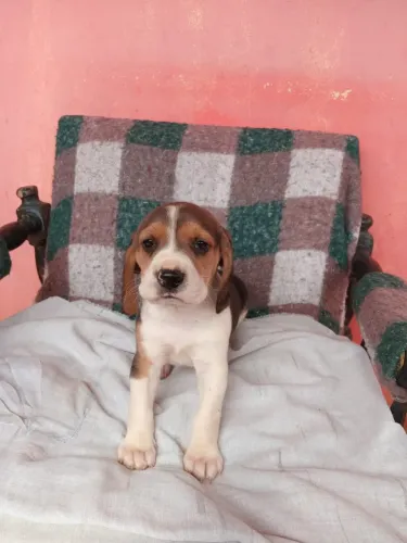 Cachorro Beagle