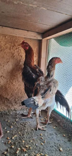 Galo índio puva