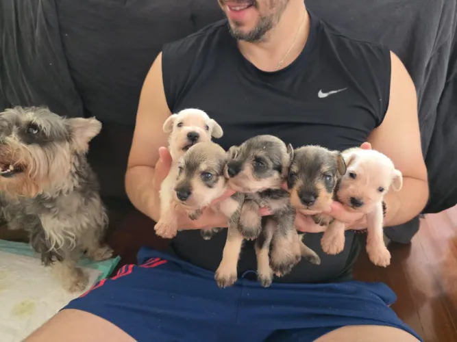 Filhote Schnauzer com Pedigree - macho