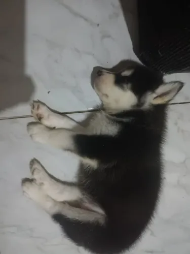 Venda de filhos de Husky
