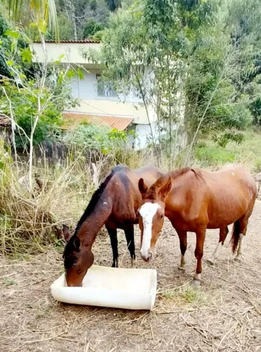 Prenhas de jumento pêga
